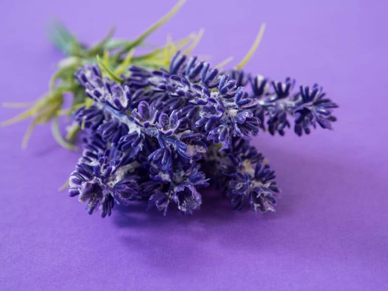 Scents That Go Well With Lavender