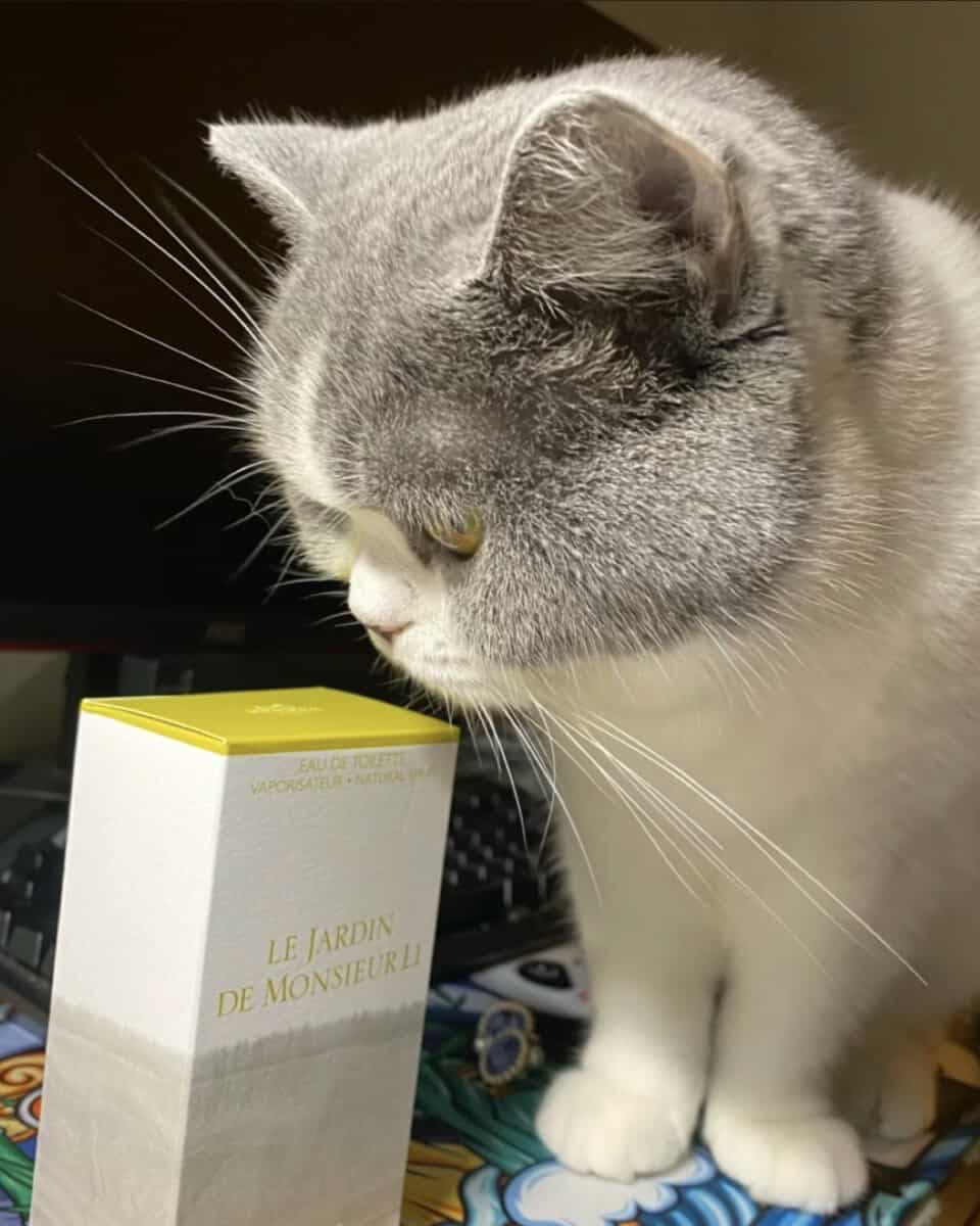 Why Does My Cat Smell Like Perfume? Reasons) FragranceAdvice